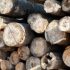 В правительстве одобрили 10% пошлины на вывоз грубо обработанной древесины